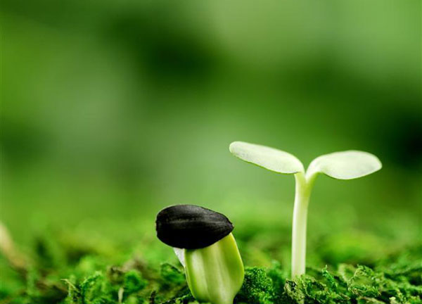 豬糞發(fā)酵有機肥的過程與方法