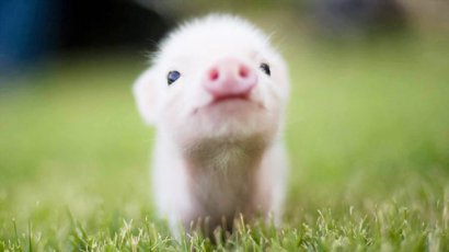 豬糞發酵有機肥的過程與方法