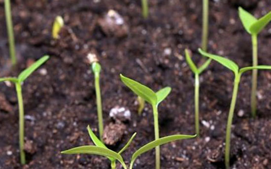 如何使用菌肥才正確，需要注意哪些？