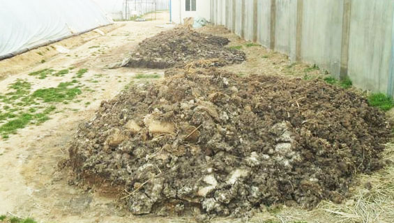 常用的幾種豬糞處理方式？