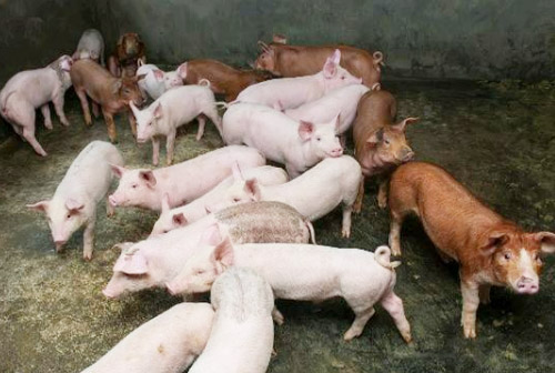 豬場糞肥利用的方式都有哪些？