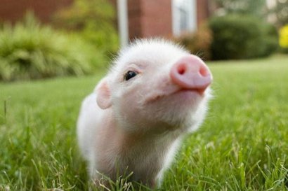 養豬場糞肥利用的方式分別適用于怎樣的豬場？