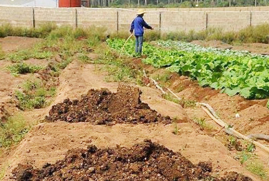 養(yǎng)豬場糞肥利用的方式分別適用于怎樣的豬場？