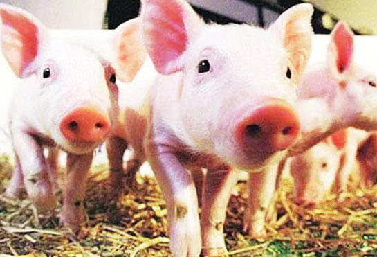 豬糞怎么發(fā)酵制作成有機肥