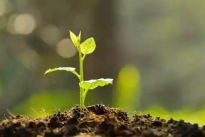 使用幾噸牛糞可以生產一噸牛糞有機肥？