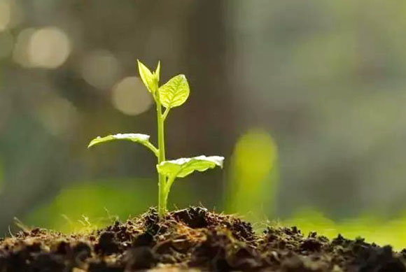 使用幾噸牛糞可以生產(chǎn)一噸牛糞有機(jī)肥？