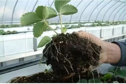 使用幾噸雞糞可以生產一噸雞糞有機肥？