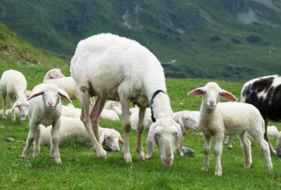 羊糞堆肥發(fā)酵制作有機(jī)肥的方法？