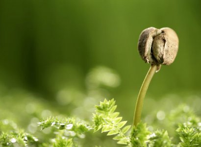 雞糞堆肥發(fā)酵生產(chǎn)有機(jī)肥的方法，需要經(jīng)過哪些