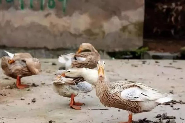 養鴨場的鴨糞處理方法：好氧型堆肥發酵處理