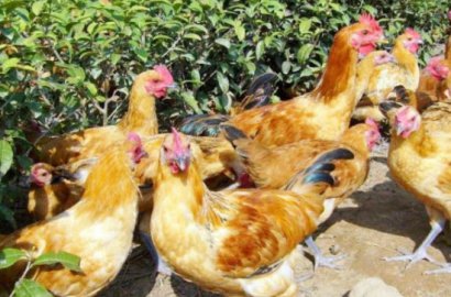 雞糞堆肥發(fā)酵有機(jī)肥料技術(shù)！