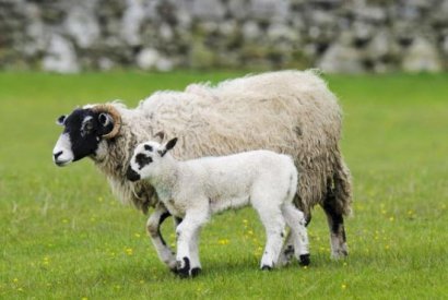 使用羊糞發(fā)酵制作有機(jī)肥工藝技術(shù)